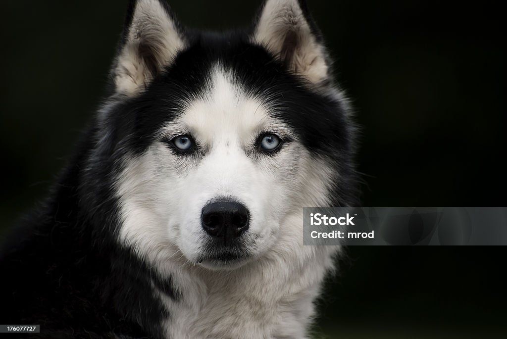 Husky sibérien - Photo de Husky libre de droits