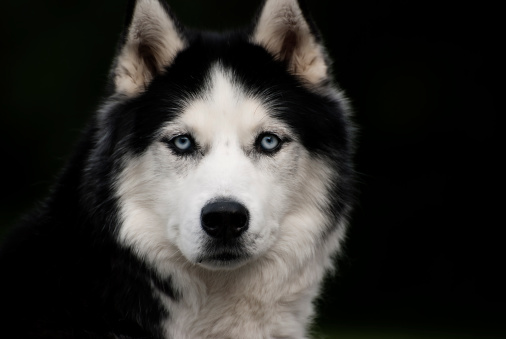 An adult male AKC registered Siberian Husky stares directly into the lens.  Shallow DOF.
