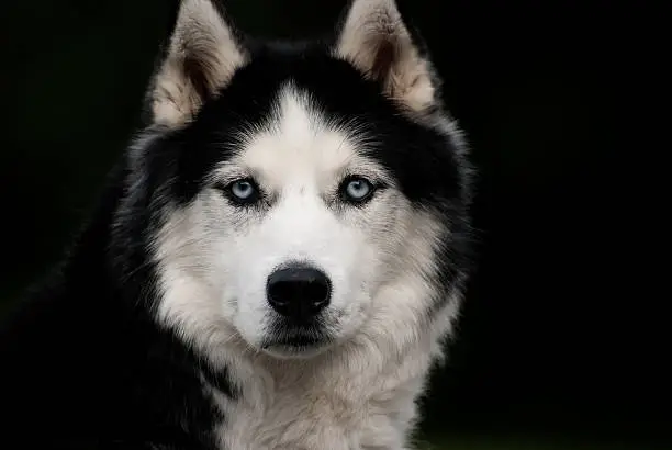 Photo of Siberian Husky