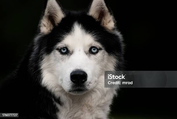 Husky Syberyjski - zdjęcia stockowe i więcej obrazów Pies husky - Pies husky, Głowa zwierzęcia, Stan Alaska