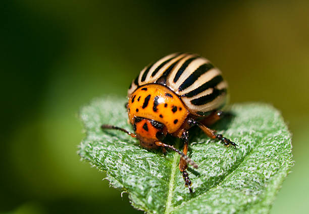 colorado beetle - brindled foto e immagini stock