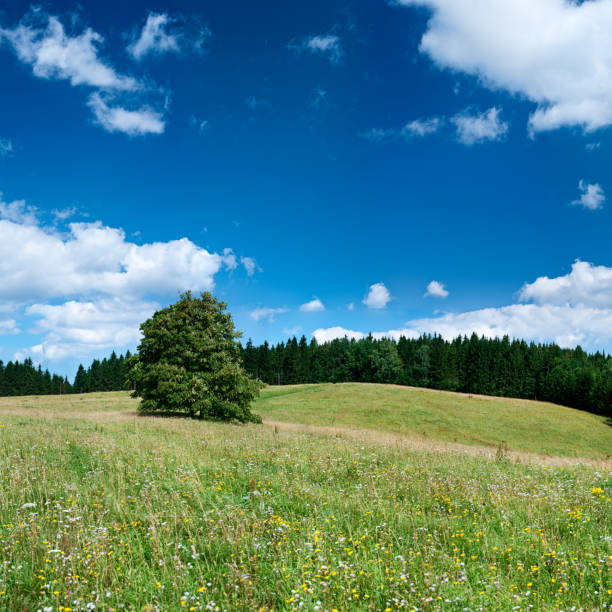 istock Square spring landscape 84MPix XXXXL - meadow, blue sky 176077744