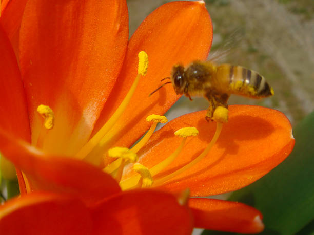 꿀벌, 릴리 - kaffir lily 뉴스 사진 이미지