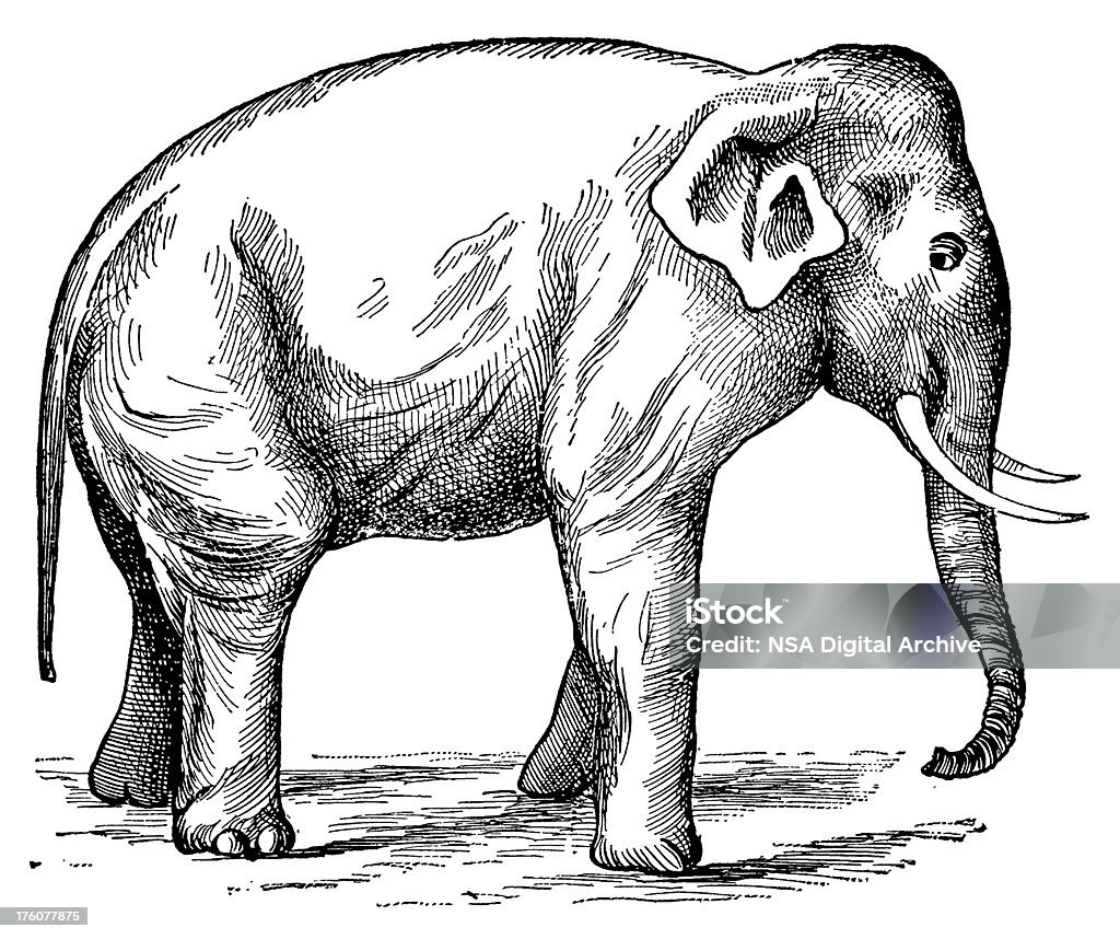 Elephant/Antique illustrazioni animali - Illustrazione stock royalty-free di Animale