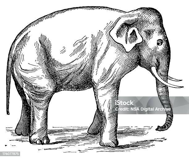 Elefante Antigo Ilustrações De - Arte vetorial de stock e mais imagens de Alto-Contraste - Alto-Contraste, Animal, Antigo