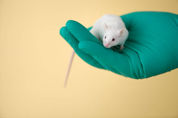 istock White mouse standing on the palm of a hand 176077894