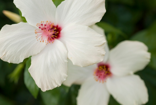 Close-up of white hibiscus flowers