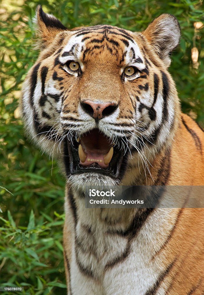 Ruler des Dschungel - Lizenzfrei Einzelnes Tier Stock-Foto