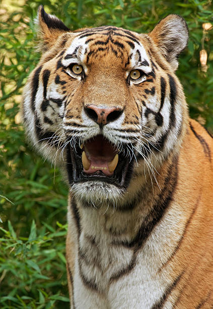 istock Ruler Of The Jungle 176078070