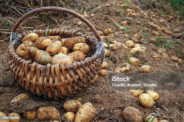 Patata Nueva Foto de stock y más banco de imágenes de Abstracto - Abstracto, Agricultura, Aire libre