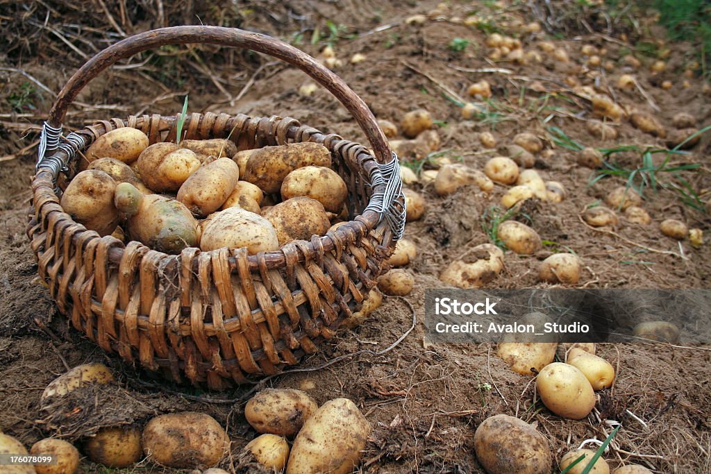 Картофель свежие - Стоковые фото Абстрактный роялти-фри