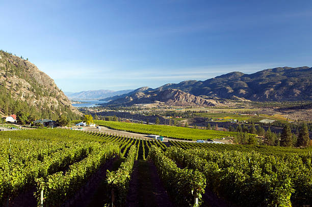 istock okanagan valley vineyards  penticton british columbia 176078166