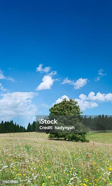 Photo libre de droit de Highland Paysage banque d'images et plus d'images libres de droit de Arbre - Arbre, Beauté de la nature, Blanc