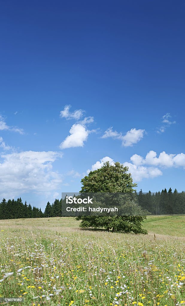 Highland paesaggio - Foto stock royalty-free di Albero