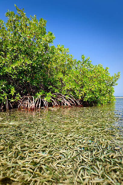 istock Red mangrove forest and shallow waters in a Tropical island 176078295