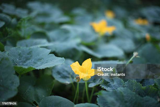 Photo libre de droit de Zuchini Fleurs banque d'images et plus d'images libres de droit de Agriculture - Agriculture, Aliments et boissons, Couleur verte