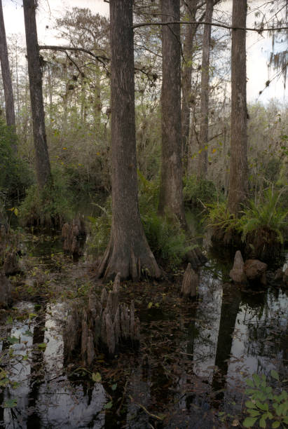 istock Everglades National Park Florida 176078507
