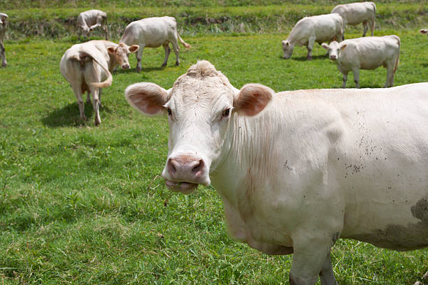 istock Cows grazing in bucolic bliss 176078510