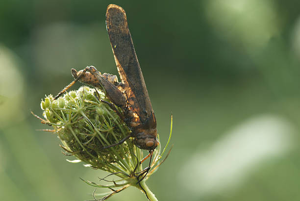 Grasshopper stock photo