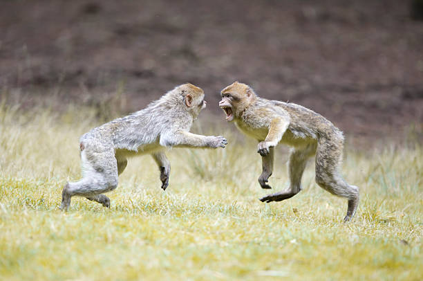 Monkey Fight Barbary Macaques Monkeys fighting. barbary macaque stock pictures, royalty-free photos & images