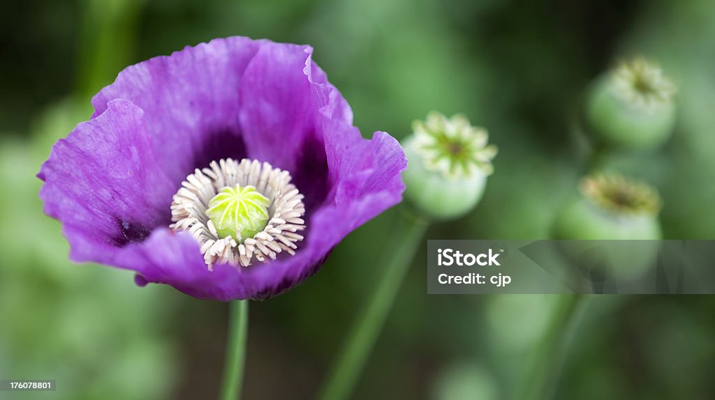 Purple Opium Poppy (papaver somniferum) Vibrant purple poppy with contrasting lime green centre. Opium Poppy Stock Photo