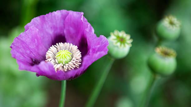 Purple Opium Poppy (papaver somniferum) stock photo
