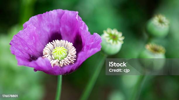 Purple Opium Poppy Stock Photo - Download Image Now - Opium Poppy, Flower, Green Color