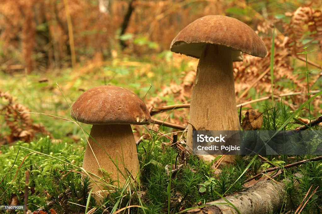 Champignons - Photo de Aliment libre de droits