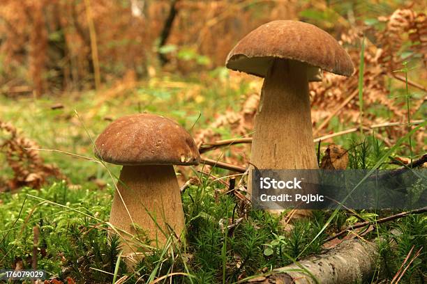 Photo libre de droit de Champignons banque d'images et plus d'images libres de droit de Aliment - Aliment, Aliments et boissons, Bolet