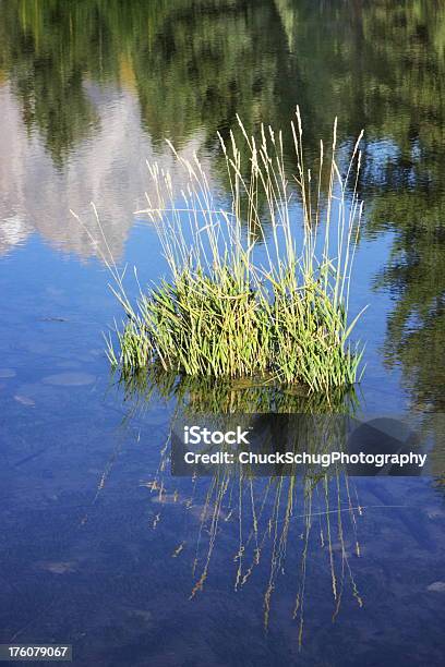 Riserva Naturale Di Erba Riflesso Del Fiume Alba - Fotografie stock e altre immagini di Acqua - Acqua, Acqua stagnante, Ambientazione esterna