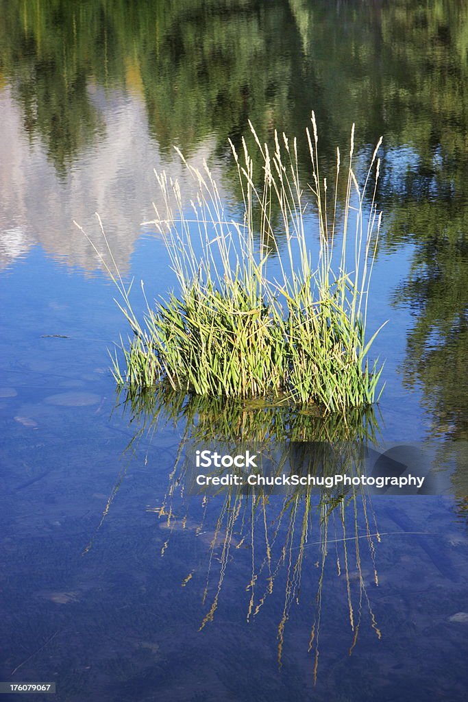 Grama reflexo selvagem do rio nascer do sol - Foto de stock de Ambiente vegetal royalty-free