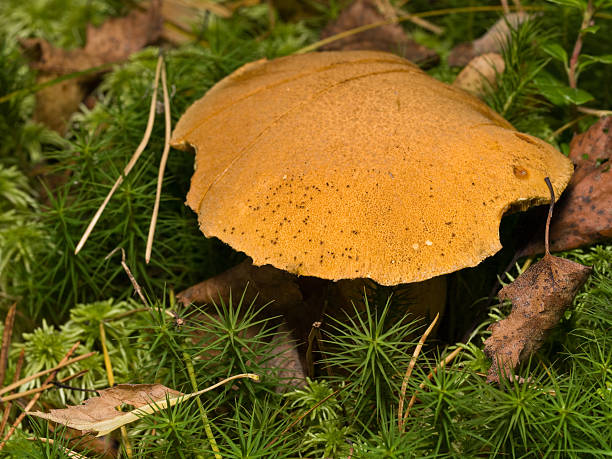 Mushroom Mushroom (Suillus variegatus) suillus variegatus stock pictures, royalty-free photos & images