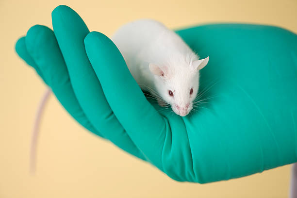 istock White mouse stands in the palm of a hand 176079272