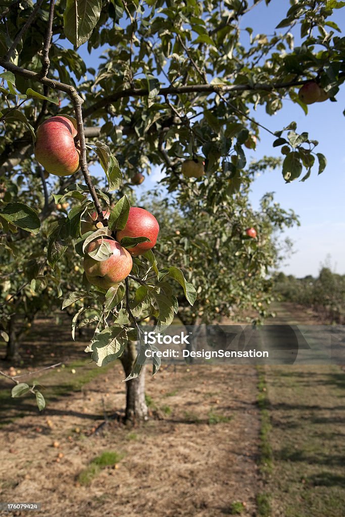 Apple Trees - Foto de stock de Agricultura libre de derechos
