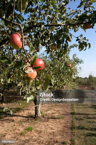 Apple Trees Foto de stock y más banco de imágenes de Agricultura - Agricultura, Aire libre, Alimento
