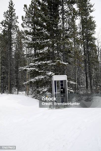 Voce Nella Natura - Fotografie stock e altre immagini di Albero - Albero, Alberta, Ambientazione esterna