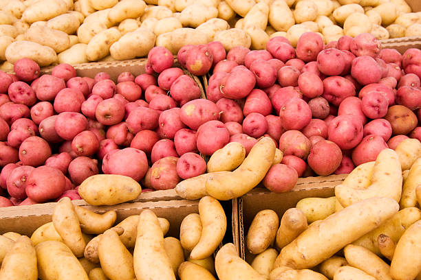 istock Piles of Potatoes 176079636