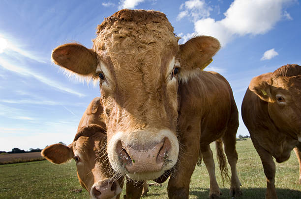 istock Limousin Bull on The Farm Blue Sky Background 176080061