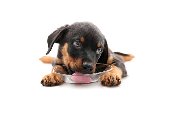 thirsty dog thirsty dog drinking water on the cup paw licking domestic animals stock pictures, royalty-free photos & images