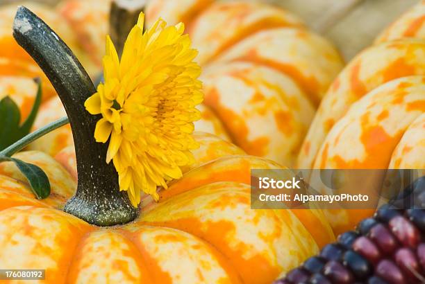 Fall Pumpkins И Других Культур Iv — стоковые фотографии и другие картинки Бумажный рожок - Бумажный рожок, Без людей, Бутылочная тыква