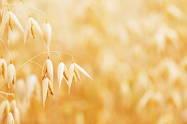 귀리 필드 - composition selective focus wheat field 뉴스 사진 이미지