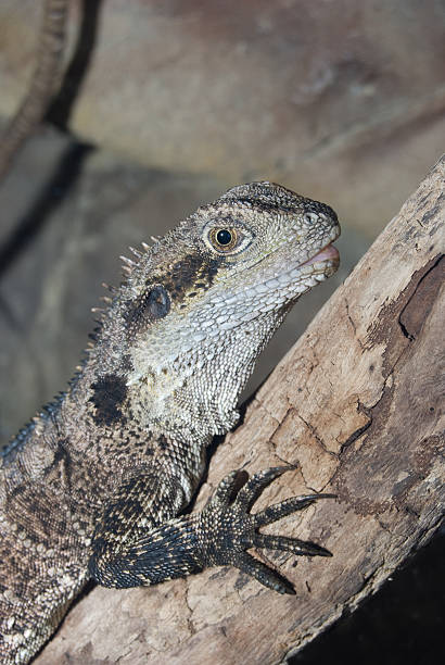 istock Australian Water Dragon, female. 176080329