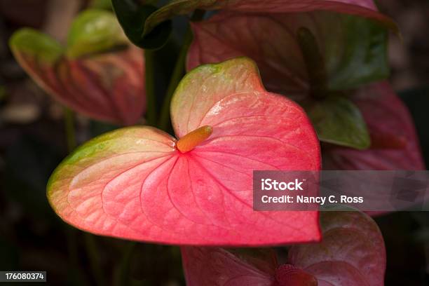 Variegato Rosa E Verde Anthurium In Giardino - Fotografie stock e altre immagini di Anthurium - Anthurium, Ambientazione esterna, Bellezza naturale