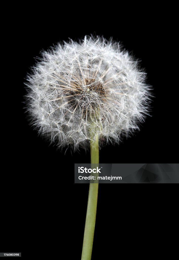 Dandelion on Black Isolated dandelion on black background.See also: Black Color Stock Photo