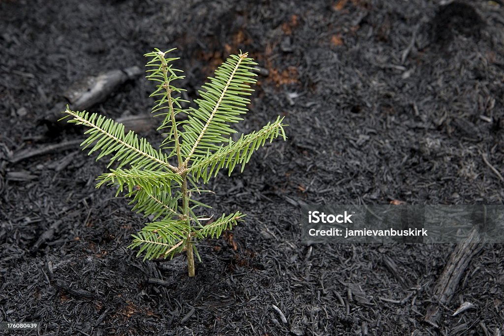 Albero cresce dopo Incendio boschivo - Foto stock royalty-free di Crescita