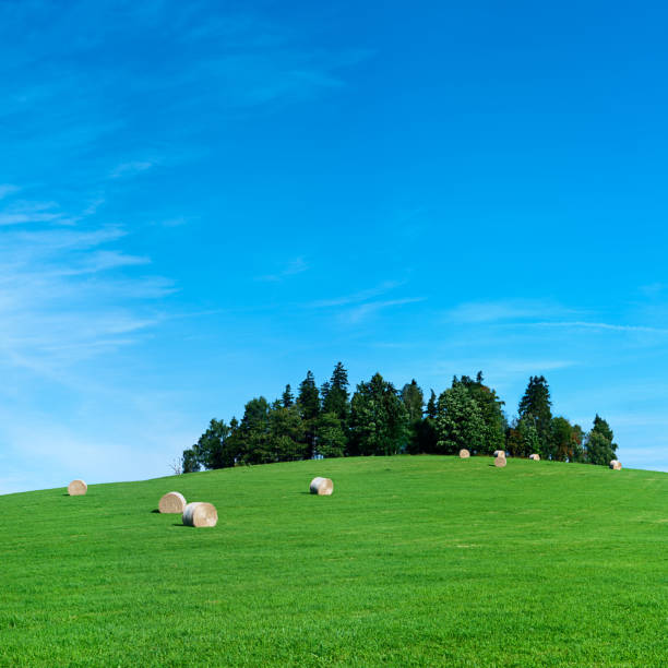 istock Square spring landscape 52MPix XXXXL - meadow, blue sky 176080440