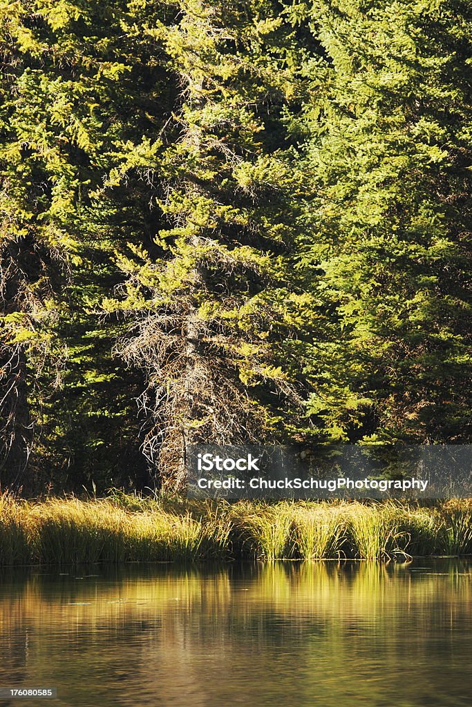 Riserva naturale della foresta Fiume Grass riflesso - Foto stock royalty-free di Acqua