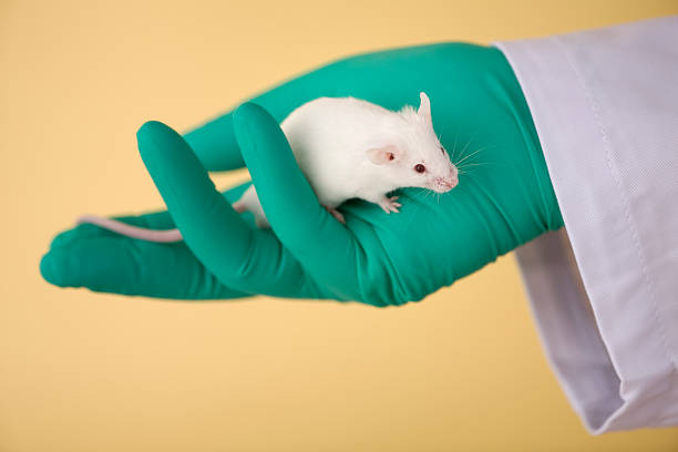 istock White mouse walking along the palm of a hand 176080681
