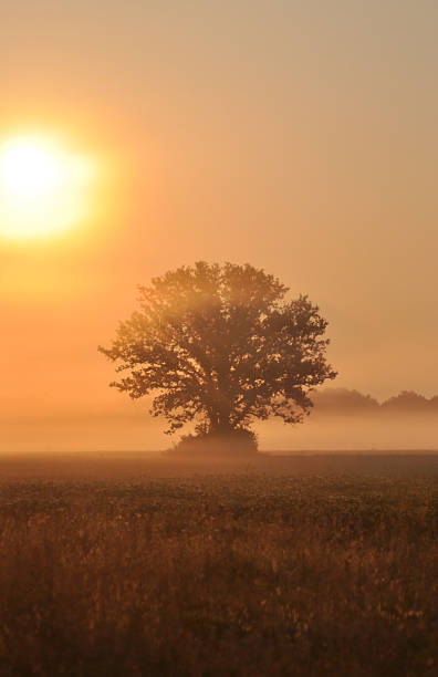 istock Oak Tree on a Misty Autumn Morning IV 176080713