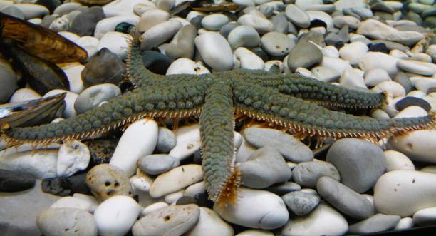 Nz Star Fish 90+ New Zealand Beach Rock Starfish Stock Photos, Pictures & Royalty ...